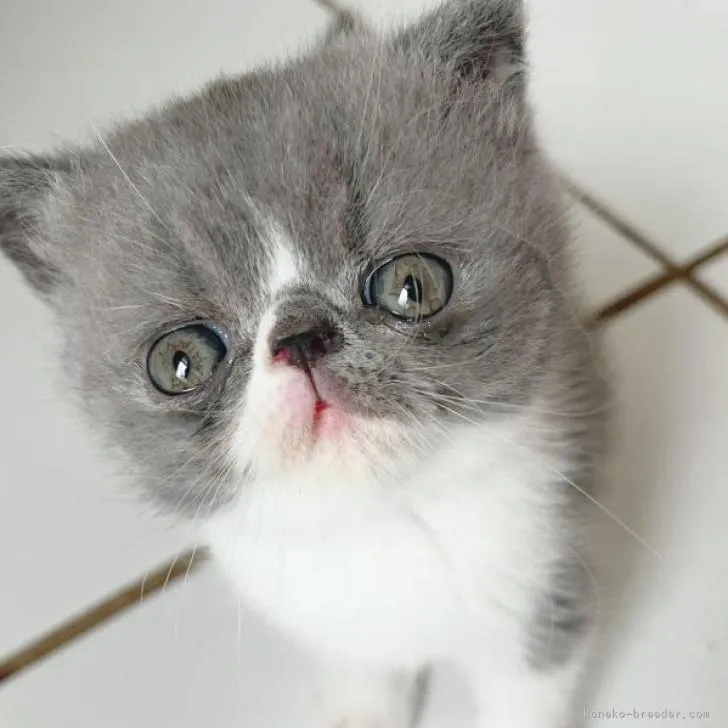 ID：2208-01267の子猫