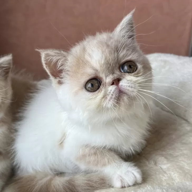 ID：2406-01358の子猫