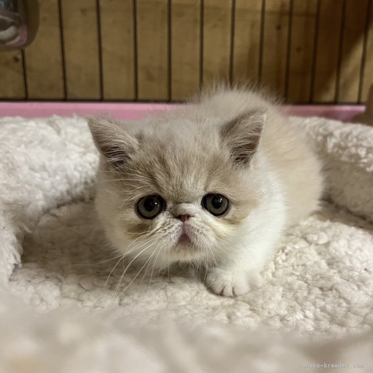 テディベア エキゾチック子猫ちゃん テディベア エキゾチック子猫ちゃん 東京都のエキゾチック