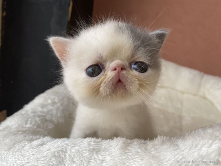 テディベア エキゾチック子猫ちゃん 生後1ヶ月になりました♡♡ #エキゾチックショートヘア #子猫