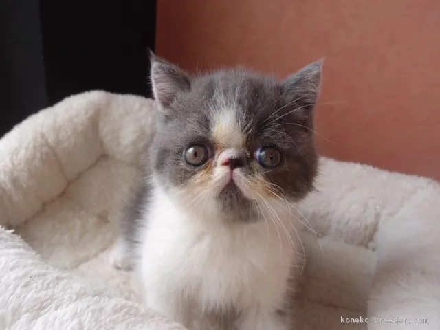 chia 様のお迎えした子猫