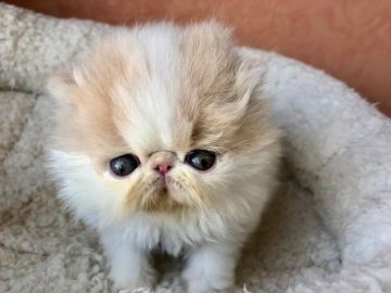 エキゾチックショートヘア【大阪府・男の子・2019年1月30日・クリーム&ホワイト（ロング）】の写真「とても可愛く良いタイプ‼️」