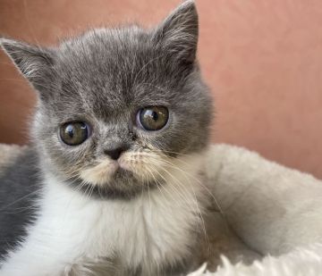 エキゾチックショートヘア【大阪府・女の子・2019年11月20日・ブルー&ホワイト】の写真「大きな目の愛らしいニャンコ！！」