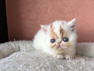 エキゾチックショートヘア【大阪府・男の子・2017年10月28日・レッドタビー&ホワイト（ショートヘア）】の写真「ぺしゃんこのお鼻、殆どホワイトカラーで素敵！！」