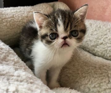 エキゾチックショートヘア【大阪府・男の子・2017年7月30日・ブラウウンタビー&ホワイト（ショート）】の写真「格安！！甘いお顔でぺしゃんこ」