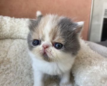 エキゾチックショートヘア【大阪府・女の子・2020年3月30日・ダイリュートキャリコ】の写真「大きな垂れ目でカラーも綺麗！」