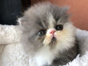 エキゾチックショートヘア【大阪府・男の子・2019年4月20日・ブルー&ホワイト】の写真「女の子のようなボクちゃん！！ロング」