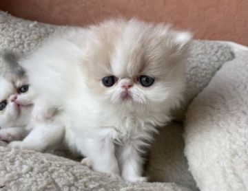 エキゾチックロングヘア【大阪府・女の子・2022年3月18日・ダイリュートキャリコ (ヴァンタイプ)】の写真「愛らしい垂れ目で癒し系、カラーも素敵！」