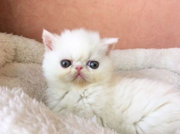 エキゾチックショートヘア【大阪府・女の子・2017年5月7日・ホワイト（ショート）】の写真「大きなタレ目が可愛いです。」