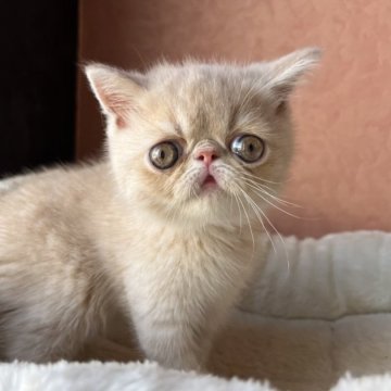 エキゾチックショートヘア【大阪府・男の子・2023年7月28日・クリームタビー】の写真「とても懐っこくぺちゃんこのお顔！！」