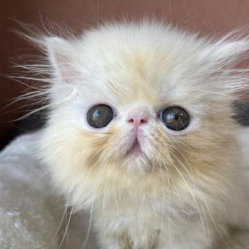 エキゾチックショートヘア【大阪府・男の子・2022年5月26日・ホワイト】の写真「大きな垂れ目のロングちゃん！！」