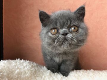 エキゾチックショートヘア【大阪府・女の子・2019年5月10日・ブルー】の写真「お目目ぱっちり少しお鼻が長めかなぁ、格安で‼️」