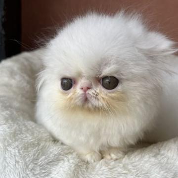 エキゾチックショートヘア【大阪府・女の子・2022年5月24日・ホワイト】の写真「フワモコの垂れ目ちゃん（ロング）」