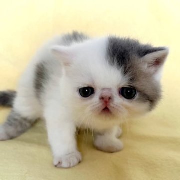 エキゾチックショートヘア【大阪府・男の子・2023年8月19日・ブルーアンドホワイト】の写真「おっとり甘いお顔です！」