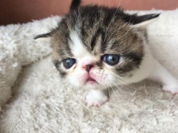 エキゾチックショートヘア【大阪府・男の子・2017年7月30日・ブラウンタビー&ホワイト（ショート）】の写真「大きなタレ目で体もコロコロ(^^)」