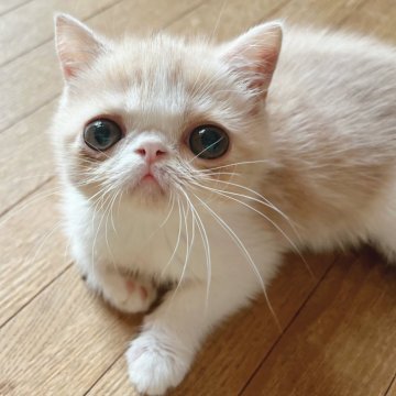 エキゾチックショートヘア【大阪府・女の子・2024年6月23日・クリーム&ホワイト】の写真「大きなお目目の甘いお顔です♪」