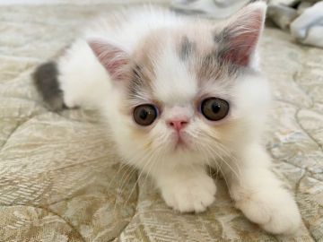 エキゾチックショートヘア【大阪府・女の子・2021年8月20日・ダイリュートキャリコ (ヴァンタイプ)】の写真「お顔も性格も愛らしい！！」