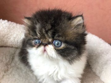 エキゾチックショートヘア【大阪府・男の子・2019年6月5日・ブラウンタビー&ホワイト】の写真「お顔、ガタイ共に良いタイプ！！（ロング）」