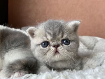 エキゾチックショートヘア【大阪府・女の子・2021年7月18日・ブルータビー】の写真「お顔、ガタイ共に良いタイプ！！」