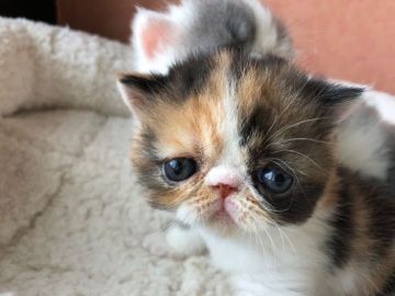 エキゾチックショートヘア【大阪府・女の子・2018年7月30日・キャリコ】の写真「大変大きなタレ目で癒し系」