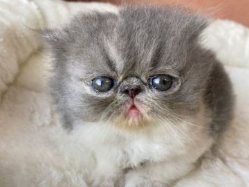 エキゾチックショートヘア【大阪府・女の子・2021年9月6日・ダイリュートキャリコ (ロング)】の写真「フワモコのロングちゃん、癒されます。」