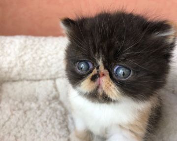 エキゾチックショートヘア【大阪府・女の子・2018年4月8日・キャリコ】の写真「長めショートのキャリコちゃん　(*^.^*)」