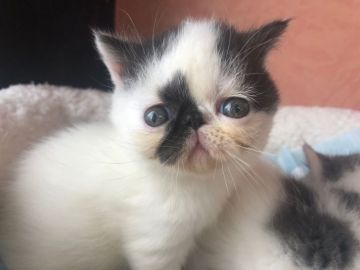 エキゾチックショートヘア【大阪府・男の子・2018年9月22日・ブラック&ホワイト】の写真「おっとり、タレ目で癒されます！」