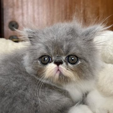 エキゾチックショートヘア【大阪府・女の子・2023年7月28日・ブルータビー&ホワイト(ロング)】の写真「甘いお顔のロングちゃん！！」