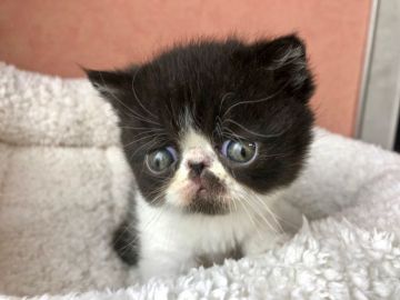 エキゾチックショートヘア【大阪府・男の子・2019年2月24日・ブラックアンドホワイト】の写真「大きなタレ目でお顔の模様がユニーク　癒し系」