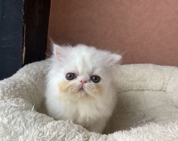 エキゾチックショートヘア【大阪府・男の子・2019年11月20日・ホワイト（ロング）】の写真「大きなタレ目で癒し顔！！」