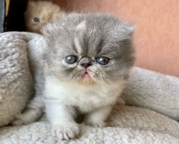 エキゾチックショートヘア【大阪府・女の子・2021年9月6日・ダイリュートキャリコ (ロング)】の写真「フワモコのロングちゃん、癒されます。」