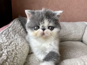 エキゾチックショートヘア【大阪府・女の子・2021年7月16日・ブルー&ホワイト（ショート）】の写真「お鼻の詰まった良いタイプ！！」