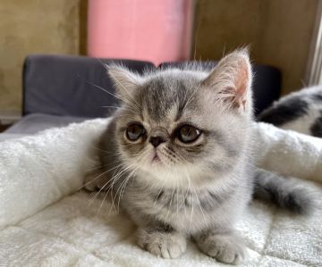 エキゾチックショートヘア【大阪府・女の子・2021年7月18日・ブルータビー】の写真「大きな目で愛らしいニャンコ！！」