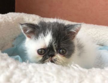 エキゾチックショートヘア【大阪府・男の子・2018年9月22日・ブルー&ホワイト】の写真「個性的な柄で癒し系　値引きしました！！」