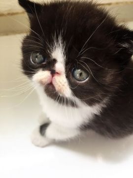 エキゾチックショートヘア【大阪府・男の子・2017年4月3日・ブラック&ホワイト（ショート）】の写真「体格、御顔も良いタイプ」