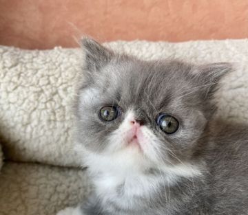 エキゾチックロングヘア【大阪府・男の子・2022年3月18日・ブルースモーク&ホワイト】の写真「とても愛らしく珍しいカラー！！」