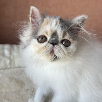 エキゾチックロングヘア【大阪府・女の子・2022年8月16日・ダイリュートキャリコ (ヴァンタイプ)】の写真「白が多い ヴァンタイプのロングちゃんです！」