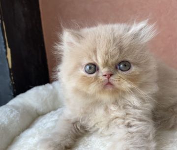 エキゾチックショートヘア【大阪府・男の子・2021年9月6日・クリーム】の写真「フワモコのロングちゃん、癒されます。」