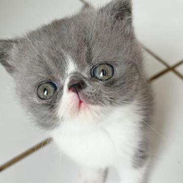 エキゾチックショートヘア【大阪府・男の子・2022年7月15日・ブルー&ホワイト】の写真「エキゾらしい可愛い子！！」