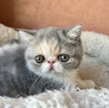 エキゾチックショートヘア【大阪府・女の子・2024年8月8日・ブルーパッチドタビー&ホワイト(ダイリュート)】の写真「お顔も身体も大変良いタイプ！！」