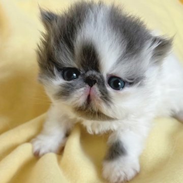 エキゾチックショートヘア【大阪府・女の子・2023年4月3日・ブルー&ホワイト(ロング)】の写真「個性的な柄が魅力的！！」