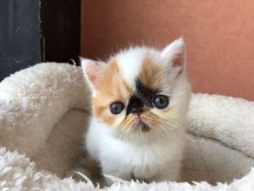 エキゾチックショートヘア【大阪府・女の子・2019年8月8日・キャリコ】の写真「白の部分が多いキャリコちゃん、癒しそのもの！」