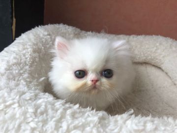 エキゾチックショートヘア【大阪府・男の子・2019年6月12日・ホワイト】の写真「優しいお顔のロングちゃん ⭐️」