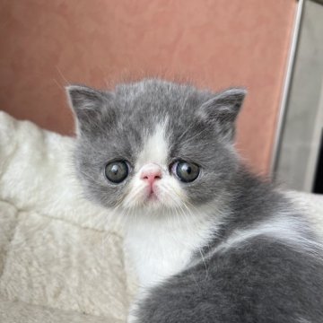 エキゾチックショートヘア【大阪府・女の子・2023年3月4日・ブルー&ホワイト】の写真「お顔も体も大変良いタイプ！！」