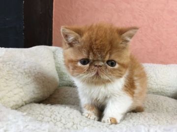 エキゾチックショートヘア【大阪府・男の子・2017年10月28日・レッドタビー&ホワイト（ショートヘア）】の写真「目とお鼻が一直線、人に駆け寄って来ますよ！！」