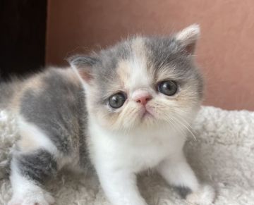 エキゾチックショートヘア【大阪府・女の子・2021年7月18日・ダイリュートキャリコ（ショート）】の写真「からーの綺麗な可愛い子ちゃん！」