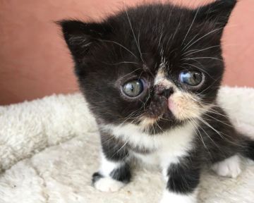 エキゾチックショートヘア【大阪府・男の子・2017年9月10日・ブラック&ホワイト（ショート）】の写真「小さなお鼻の、大きなタレ目ちゃん！！」