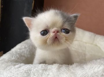 エキゾチックショートヘア【大阪府・男の子・2021年9月6日・ブルー&ホワイト】の写真「大きな垂れ目で白の多いバンタイプ！」