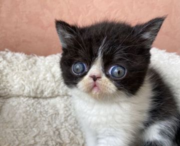 エキゾチックショートヘア【大阪府・男の子・2021年5月13日・ブラックアンドホワイト】の写真「まん丸お目々の綺麗なハチワレ君！！」