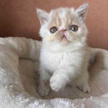 エキゾチックショートヘア【大阪府・男の子・2022年9月20日・クリーム&ホワイト】の写真「甘いお顔でで癒やされます！！」